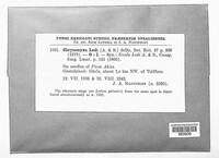 Chrysomyxa ledi image